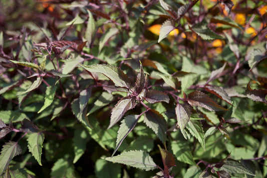 50 CHOCOLATE Joe PYE WEED Eupatorium Rugosum Flower Seeds