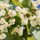 20 Variegated ARCTIC BEAUTY KIWI Fruit Edible Actinidia Kolomikta Vine Seeds