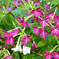 100 Heirloom MIXED COLORS NICOTIANA (Ornamental Flowering Tobacco) Nicotiana Alata Flower Seeds