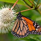 50 BUTTONBUSH / HONEYBALL Cephalanthus Occidentalis White Hummingbird Flower Bush Shrub Seeds