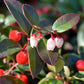 20 Creeping WINTERGREEN / TEABERRY Gaultheria Procumbens Evergreen Flower Seeds