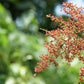 30 CHINESE SUMAC TREE Nutgall White Flowers Red Berries Rhus Chinensis Seeds