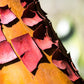 10 PACIFIC MADRONE TREE Bearberry Red Arbutus Menziesii Oregon Laurel Seeds