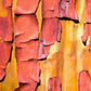 10 PACIFIC MADRONE TREE Bearberry Red Arbutus Menziesii Oregon Laurel Seeds
