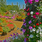 50 MIXED COLORS Dwarf IMPATIENS Walleriana Part Sun or Full Shade Red, White, Pink, Carmine, Scarlet, & Orange Flower Seeds