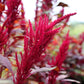 500 RED GARNET AMARANTH Amaranthus Tricolor Vegetable Flower Seeds