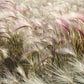 40 SQUIRREL TAIL Barley GRASS (Foxtail Barley) Hordeum Jubatum Ornamental Seeds