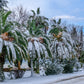 10 CANARY ISLAND Date PALM Phoenix Canariensis Tree Seeds