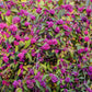 40 American PURPLE BEAUTYBERRY Shrub Flower Callicarpa Americana Seeds