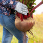 75 Giant Red BEET Mangelwurzel Mangel Mangold Wurzel Mammoth Long Beta Vulgaris Seeds
