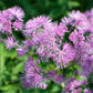 5 COLUMBINE MEADOW RUE Thalictrum Aquilegifolium Purple Pink Flower Seeds