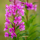 300 FIREWEED / ROSEBAY (Great Willowherb) Epilobium Angustifolium Flower Seeds