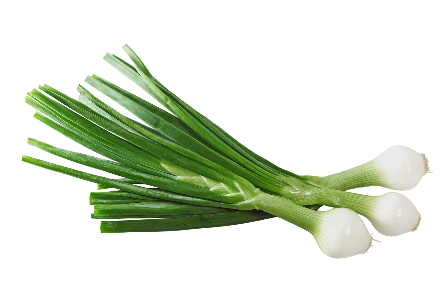 500 Crystal White WAX PEARL ONION Allium Cepa Vegetable Seeds