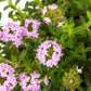 3000 SUMMER SAVORY Satureja Hortensis Herb Purple Flower Seeds