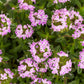 3000 SUMMER SAVORY Satureja Hortensis Herb Purple Flower Seeds