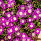25 STARDUST ICE PLANT Mesembryanthemum Delosperma Floribunda Perennial Purple & White Flower Seeds
