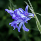10 BLUE SIBERIAN LILY Mountain Ixia Altai Ixiolirion Tataricum Flower Seeds