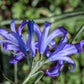 10 BLUE SIBERIAN LILY Mountain Ixia Altai Ixiolirion Tataricum Flower Seeds