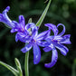 10 BLUE SIBERIAN LILY Mountain Ixia Altai Ixiolirion Tataricum Flower Seeds