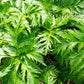 50 BLACK COHOSH Bugbane Actaea Racemosa Cimicifuga Bugbane Snakeroot Native White Shade Flower Herb Seeds