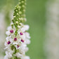 100 WHITE BLUSH VERBASCUM Blattaria Albiflorum Moth Mullein Flower Seeds