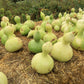 20 BIRDHOUSE GOURD (Hard Shelled Gourd / Calabash) Lagenaria Siceraria Vine Seeds