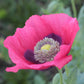 100 HENS and CHICKS Poppy Hens & Chickens Breadseed Lettuce Leaf Papaver Somniferum Flower Seeds