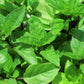 1000 CINNAMON BASIL Ocimum Basilicum HERB Flower Seeds