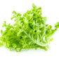 3000 OAK LEAF LETTUCE Lactuca Sativa Vegetable Seeds
