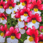 50 RED & WHITE NEMESIA Strumosa Danish Flag Fragrant Bicolor Flower Seeds