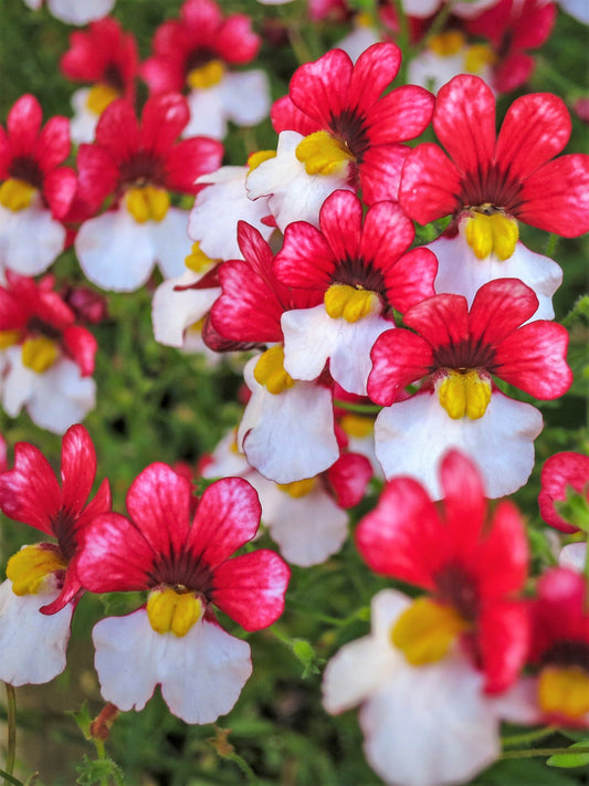 50 RED & WHITE NEMESIA Strumosa Danish Flag Fragrant Bicolor Flower Seeds