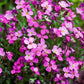 150 SPRING CHARM ROCKCRESS Rose Rock Cress Arabis Arendsii Flower Mix Seeds