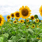 10 Early MAMMOTH RUSSIAN SUNFLOWER Helianthus Annuus Flower Seeds