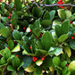 20 Creeping WINTERGREEN / TEABERRY Gaultheria Procumbens Evergreen Flower Seeds