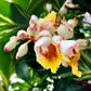 5 KAT GINGER Pink & Yellow Shell Alpinia Katsumadai Hayata Flower Herb Seeds