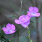 100 FALSE PURPLE FOXGLOVE Rose Gerardia Wetland Agalinis Purpurea Flower Seeds