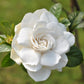 50 GARDENIA Jasminoides / CAPE JASMINE Fragrant White Shrub Houseplant Flower Seeds