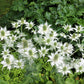 10 Giant SILVER SEA HOLLY Eryngium Giganteum Miss Willmott's Ghost Flower Seeds