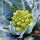 500 ROMANESCO BROCCOLI Broccoflower Roman Cauliflower Pyramid Broccolo Brassica Oleracea Vegetable Seeds