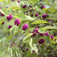 40 American PURPLE BEAUTYBERRY Shrub Flower Callicarpa Americana Seeds