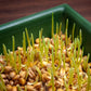 500 Organic CAT GRASS WHEAT Grass Pet Grass Wheatgrass Catgrass Triticum Aestivum Seeds