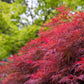 10 INABA SHIDARE MAPLE Weeping Red Laceleaf Japanese Acer Palmatum Dissectum Tree Seeds