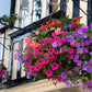 250 MIXED COLORS PETUNIA Flower Seeds