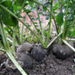 300 BLACK SPANISH ROUND Hot Spicy European Raphanus Sativus Root Vegetable Seeds