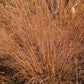 300 LITTLE BLUESTEM GRASS Schizachyrium Scoparius Seeds