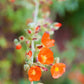 20 Apricot DESERT GLOBEMALLOW Mallow Sphaeralcea Ambigua Flower Seeds