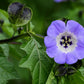 100 APPLE OF PERU Shoofly Plant Nicandra Physalodes Violet Blue Flower Seeds
