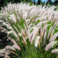 25 DWARF FOUNTAIN GRASS Pennisetum Alopecuroides Hardy Ornamental White Plume Seeds