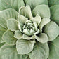 150 YELLOW VERBASCUM Thapsus Common Mullein Flower Herb Seeds