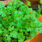 100 FIESTA Green CILANTRO / CORIANDER Coriandrum Sativum Herb Vegetable Seeds